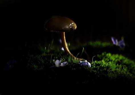 Can you get adiccted to nagic mushrooms